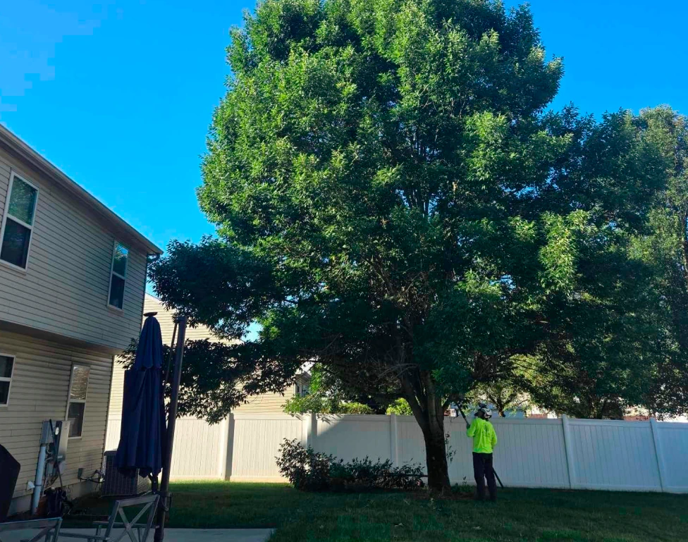 tree trimming service