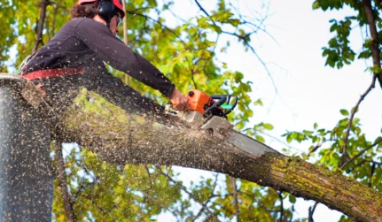 tree removal tab