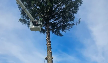 tree trimming tab