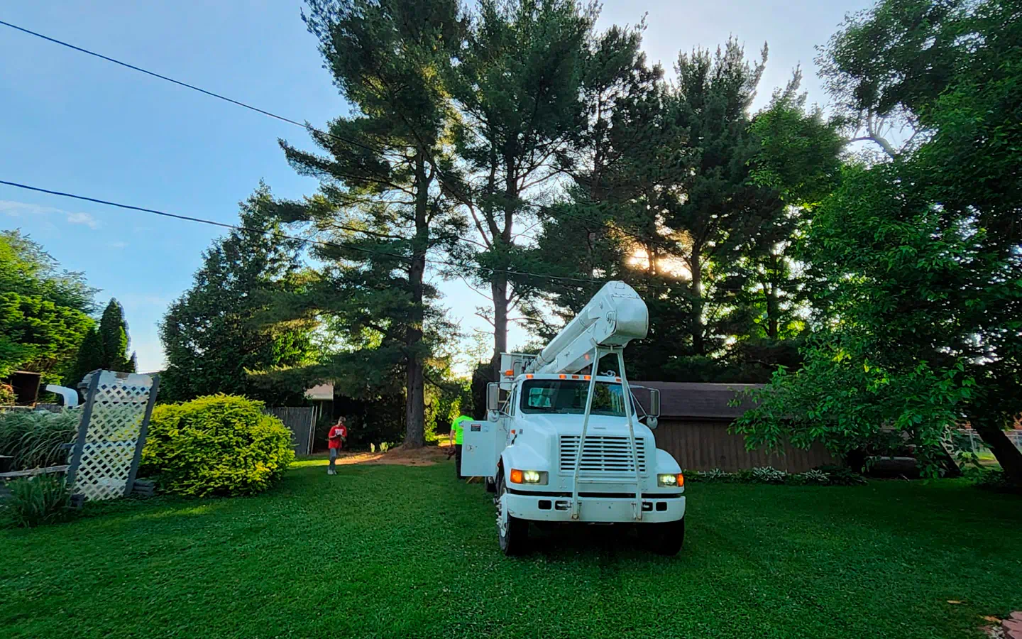 truck and trees