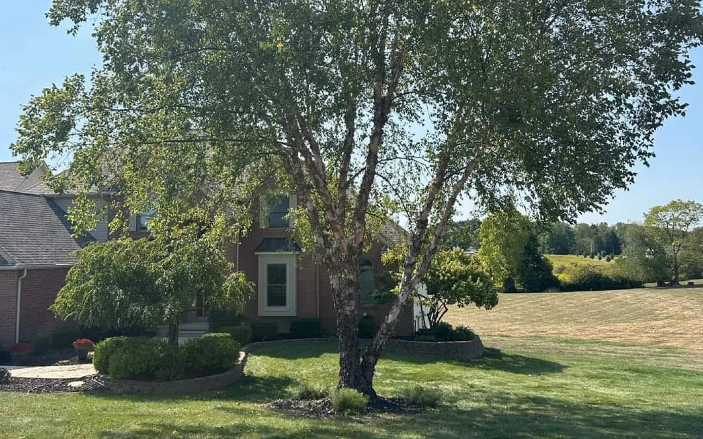 large tree in a residential area